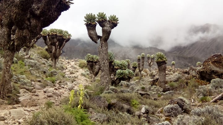 Kilimanjaro - dag drie